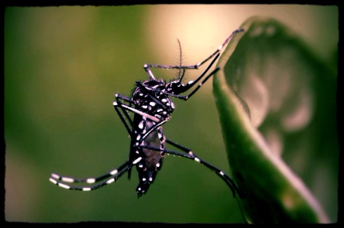 Zika Virus Donor Egg